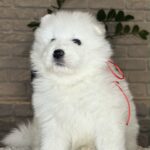VIVIENNE-female-Samoyed-puppy-for-sale- (2)
