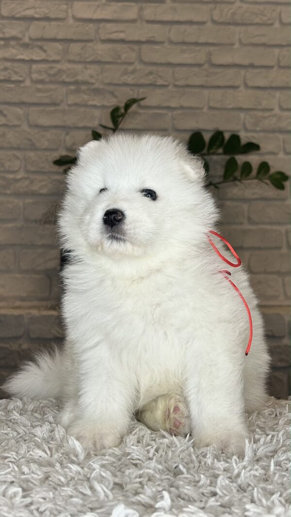Vivienne Samoyed Vivienne Samoyed