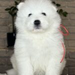 VIVIENNE-female-Samoyed-puppy-for-sale- (3)