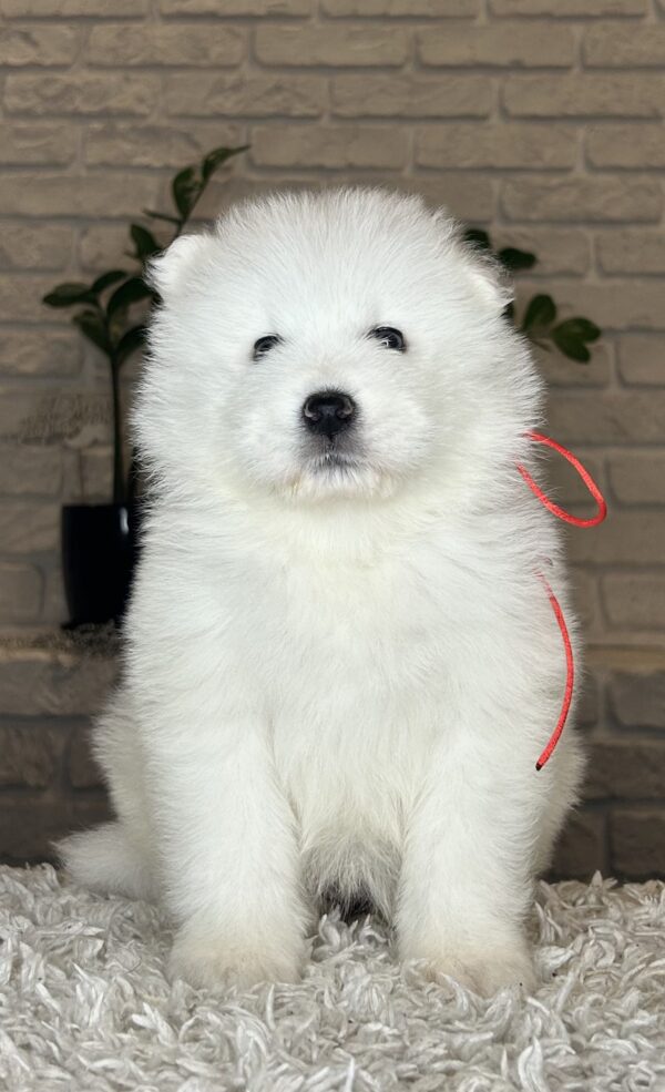 Vivienne Samoyed Vivienne Samoyed