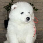 VIVIENNE-female-Samoyed-puppy-for-sale- (4)