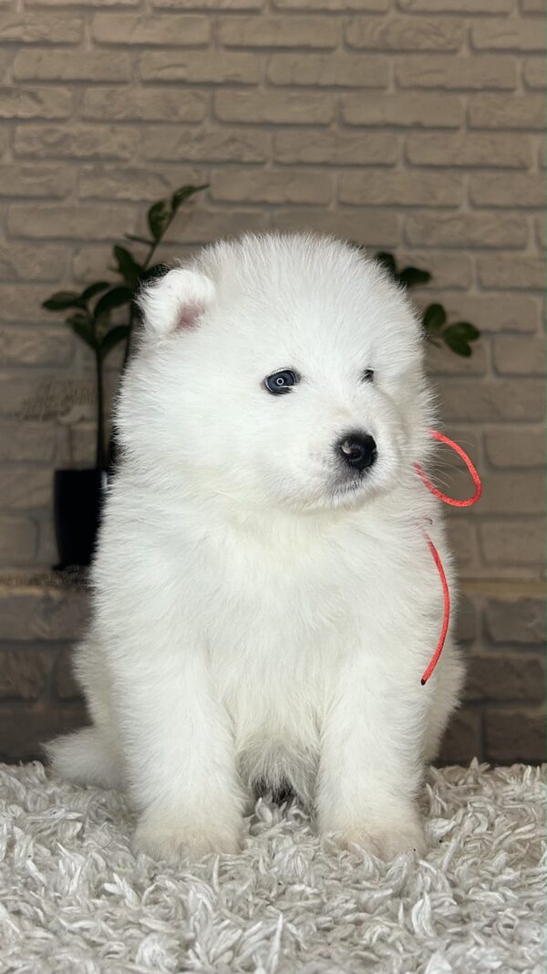 Vivienne Samoyed Vivienne Samoyed