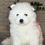 VIVIENNE-female-Samoyed-puppy-for-sale- (5)