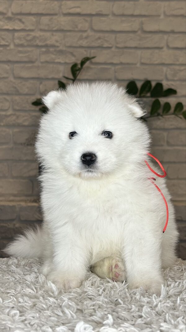 Vivienne Samoyed Vivienne Samoyed