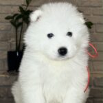 VIVIENNE-female-Samoyed-puppy-for-sale- (6)