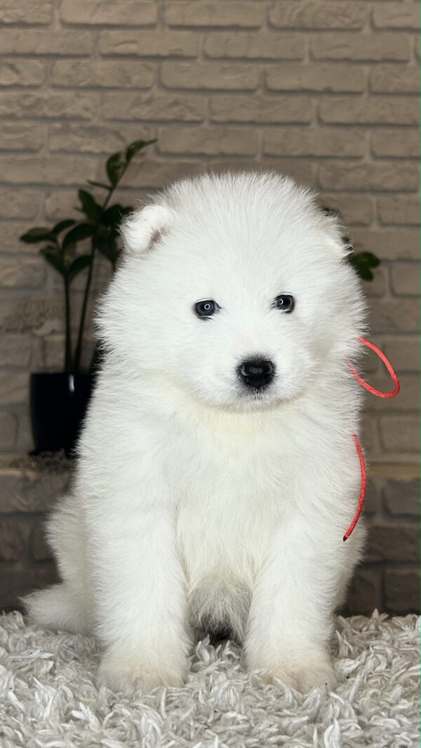 Vivienne Samoyed Vivienne Samoyed