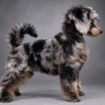 Valentino-male-Poodle-puppy-for-sale- (1)