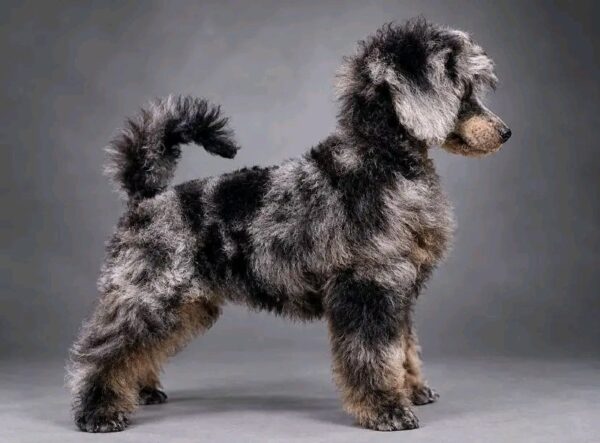 Valentino Miniature Poodle Valentino Miniature Poodle