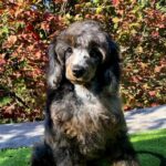 Valentino-male-Poodle-puppy-for-sale- (2)