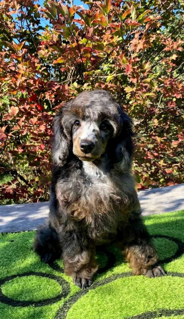 Valentino Miniature Poodle Valentino Miniature Poodle