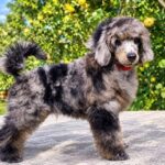 Valentino-male-Poodle-puppy-for-sale- (3)