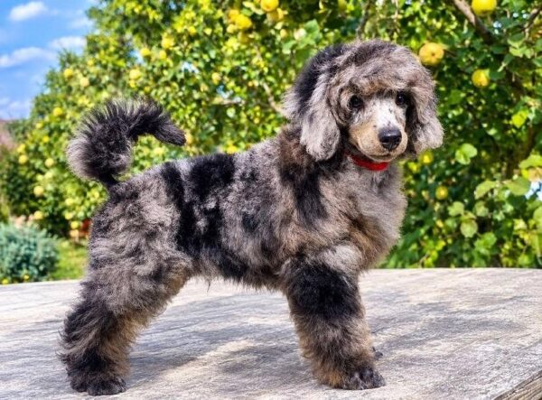 Valentino Miniature Poodle Valentino Miniature Poodle