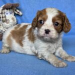 Valet-male-Cavalier-King-Charles-Spaniel-puppy-for-sale-1 (1)