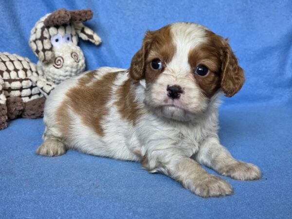 Valet Cavalier King Charles Spaniel Valet Cavalier King Charles Spaniel