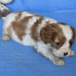 Valet-male-Cavalier-King-Charles-Spaniel-puppy-for-sale-1 (2)
