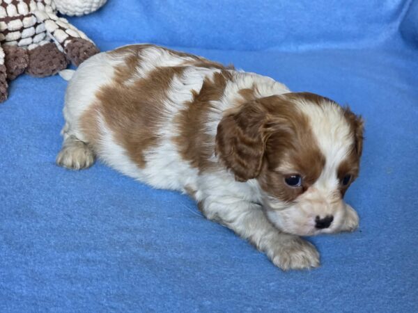 Valet Cavalier King Charles Spaniel Valet Cavalier King Charles Spaniel