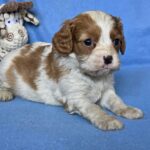 Valet-male-Cavalier-King-Charles-Spaniel-puppy-for-sale-1 (3)