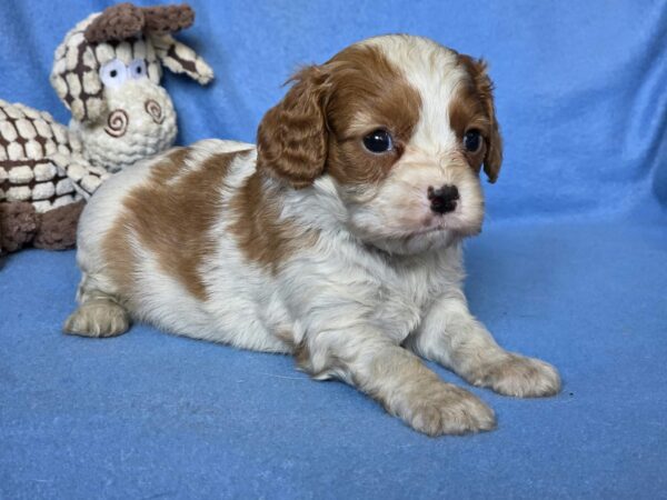 Valet Cavalier King Charles Spaniel Valet Cavalier King Charles Spaniel