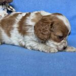Valet-male-Cavalier-King-Charles-Spaniel-puppy-for-sale-1 (4)