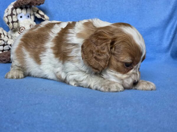 Valet Cavalier King Charles Spaniel Valet Cavalier King Charles Spaniel