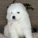 Vanessa-female-Samoyed-puppy-for-sale- (1)