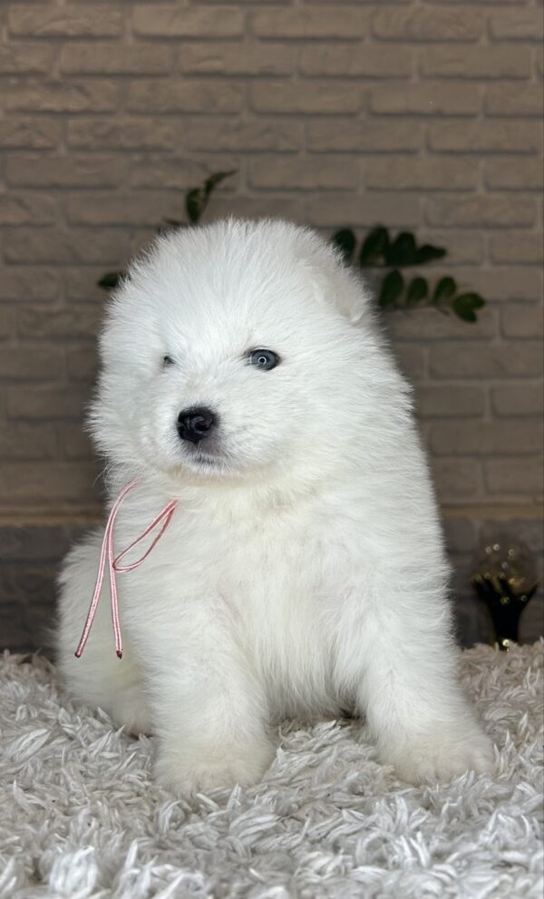 Vanessa Samoyed Vanessa Samoyed