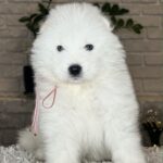 Vanessa-female-Samoyed-puppy-for-sale- (2)