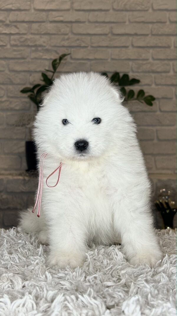 Vanessa Samoyed Vanessa Samoyed