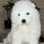 Vanessa-female-Samoyed-puppy-for-sale- (3)