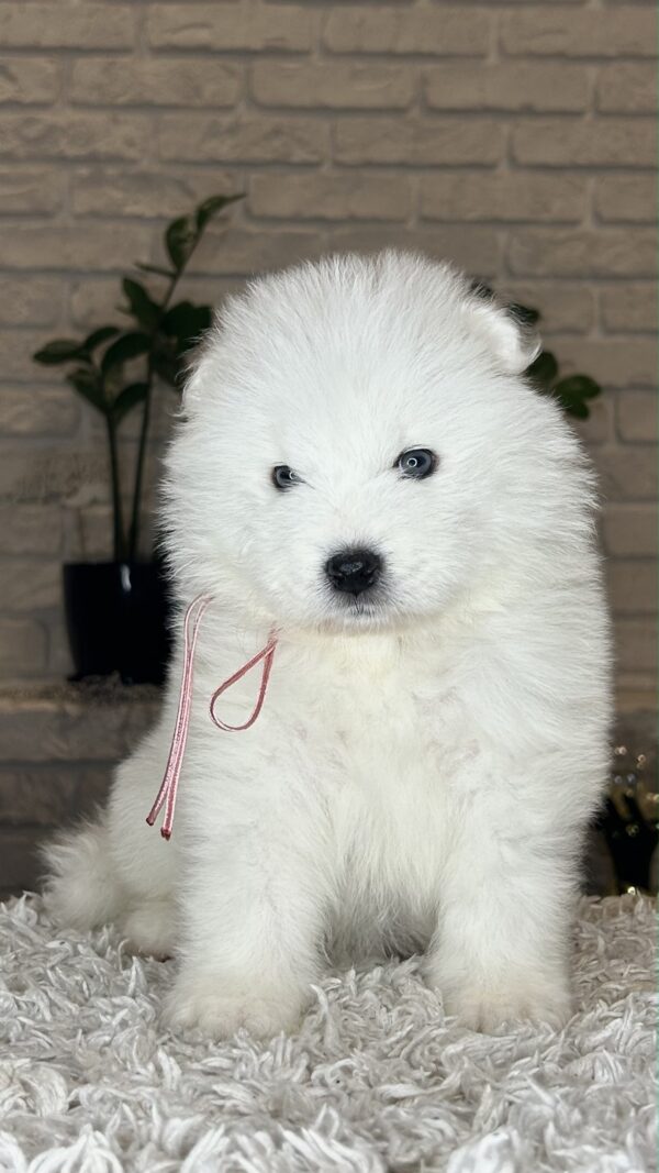Vanessa Samoyed Vanessa Samoyed