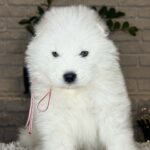 Vanessa-female-Samoyed-puppy-for-sale- (4)