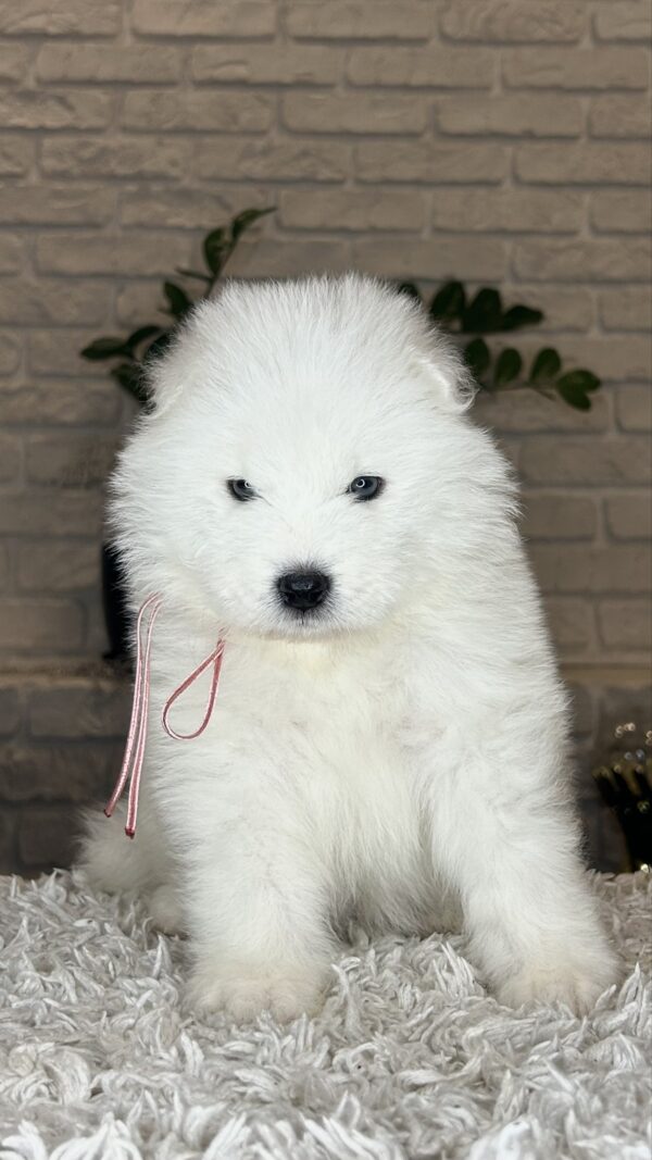 Vanessa Samoyed Vanessa Samoyed