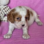 Varna-female-Cavalier-King-Charles-Spaniel-puppy-for-sale-1 (1)