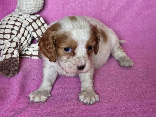 Varna Cavalier King Charles Spaniel Varna Cavalier King Charles Spaniel