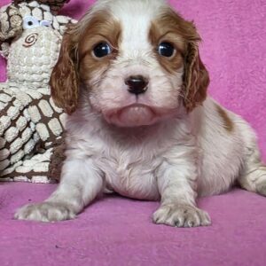 Varna Cavalier King Charles Spaniel Varna Cavalier King Charles Spaniel