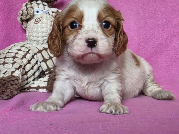 Varna Cavalier King Charles Spaniel Varna Cavalier King Charles Spaniel