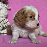 Varna-female-Cavalier-King-Charles-Spaniel-puppy-for-sale-1 (3)