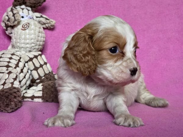 Varna Cavalier King Charles Spaniel Varna Cavalier King Charles Spaniel