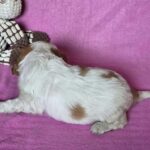 Varna-female-Cavalier-King-Charles-Spaniel-puppy-for-sale-1 (4)