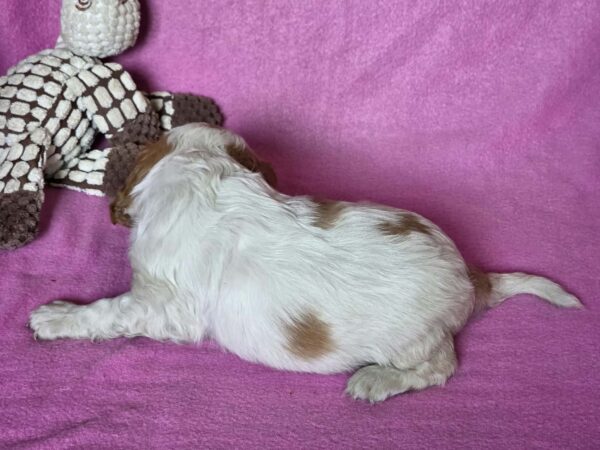 Varna Cavalier King Charles Spaniel Varna Cavalier King Charles Spaniel