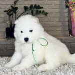 Vasco-male-Samoyed-puppy-for-sale- (1)
