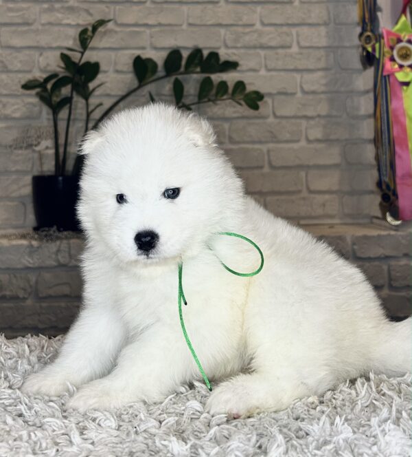 Vasco Samoyed Vasco Samoyed
