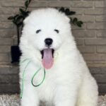 Vasco-male-Samoyed-puppy-for-sale- (2)