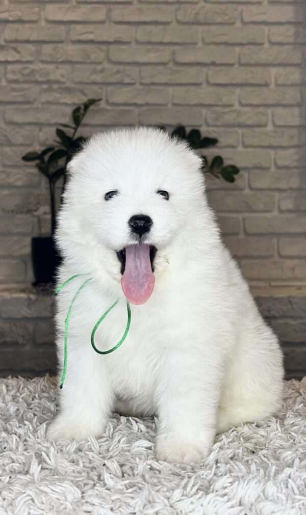 Vasco Samoyed Vasco Samoyed