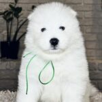 Vasco-male-Samoyed-puppy-for-sale- (3)