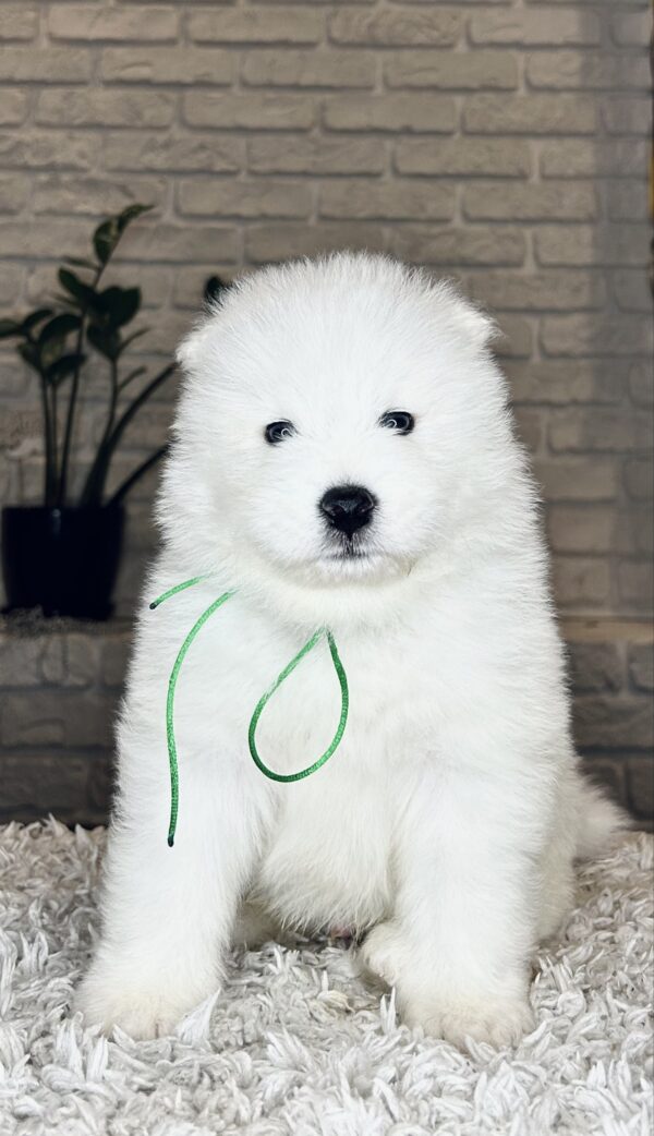Vasco Samoyed Vasco Samoyed