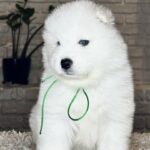 Vasco-male-Samoyed-puppy-for-sale- (4)