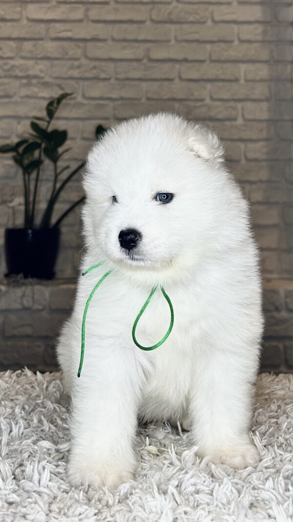 Vasco Samoyed Vasco Samoyed