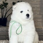 Vasco-male-Samoyed-puppy-for-sale- (5)