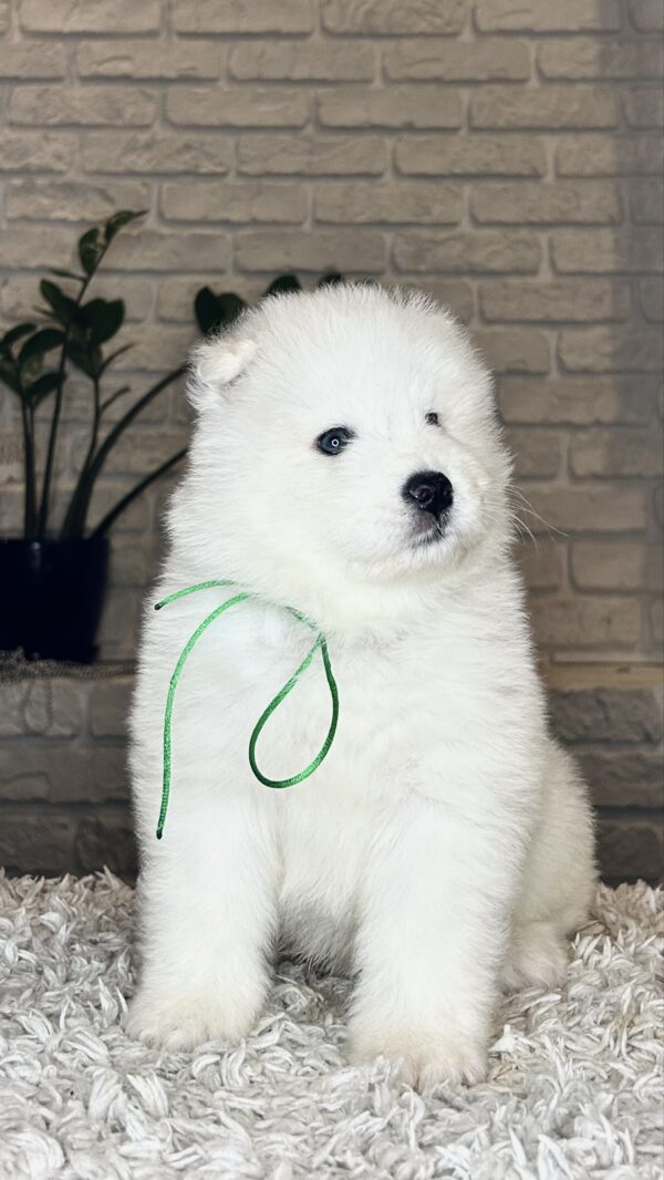 Vasco Samoyed Vasco Samoyed